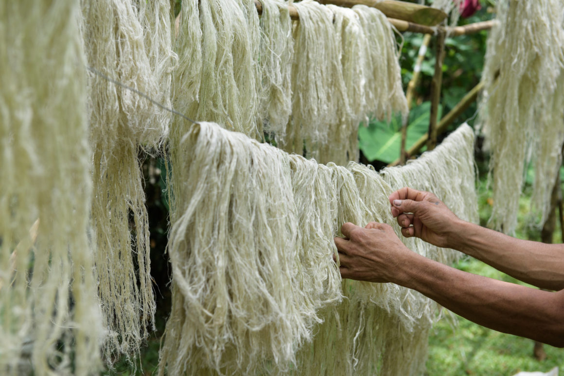 Harvesting Piñatex fibers